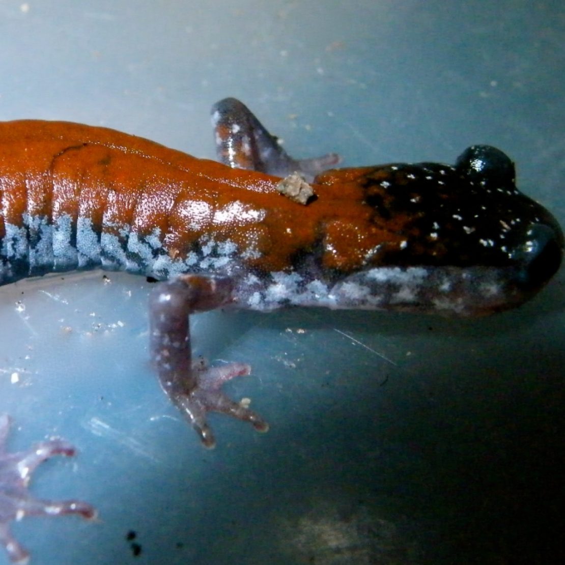 A close-up of a small salamander with a reddish-brown back, bluish-black sides, and speckled markings, resting on a smooth, gray surface.